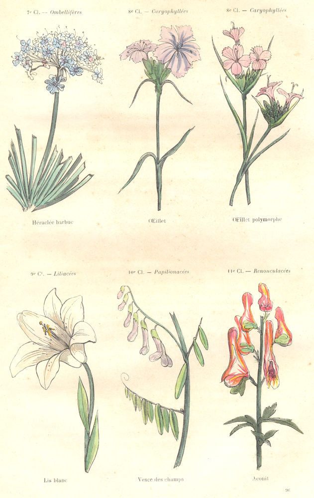 PLANTS. Umbelliferae; Caryophylleae; Heraclea bearded, eyelet, polymorphous 1873